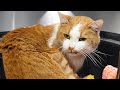 The Orange Cat That Survived A Bullet And A Landfill
