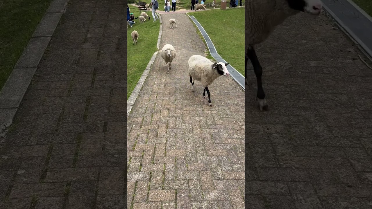 YouTube Short thumbnail