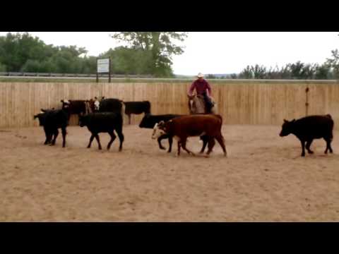 Les Vogt clinic - Boon on Cows Day Two