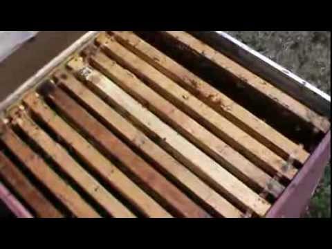 Stress-free introduction of a queen into a bee colony, using the space of the trap frame