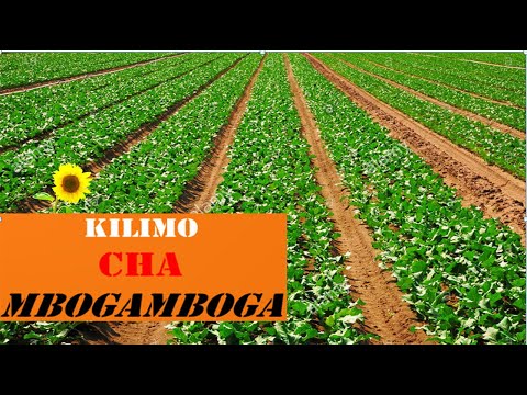 , title : 'KILIMO CHA MBOGAMBOGA: Jinsi ya kuandaa kitalu na kuzalisha miche bora ya mboga mboga.'