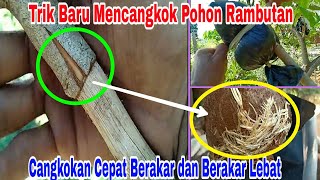 Download lagu Inilah Trik Baru Mencangkok Pohon Rambutan Agar Cepat Berakar, Berakar Lebat dan Cepat Berbuah mp3 Download lagu Inilah Trik Baru Mencangkok Pohon Rambutan Agar Cepat Berakar, Berakar Lebat dan Cepat Berbuah mp3