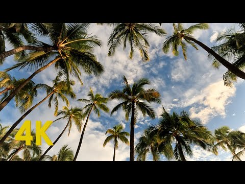 Relaxing Under the Palm Trees in Hawaii - Gentle Ocean Waves Sounds