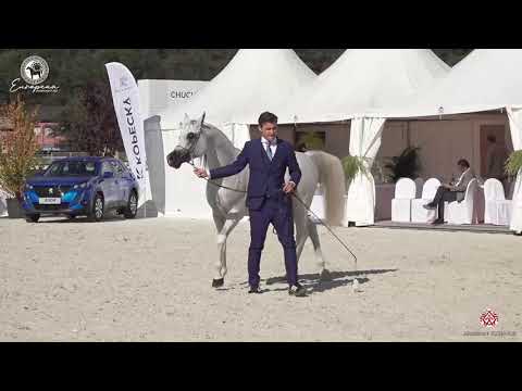 N 99 KABSZTAD   European Championship 2020   Prague   Stallions 10+ Years Old Class 13