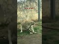 3 BIG GUYS VS LION Facts Power Animals Lions Zoo Humanvsnature Wildbeastchronicles Shorts
