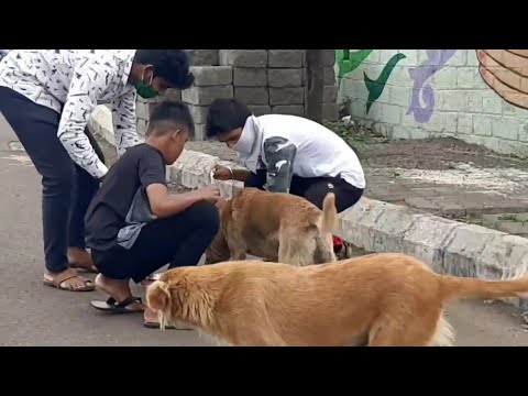 We feed dog's as we take care of your loved ones | DEAF ISL