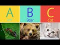 Animal ABC Song For Children Learn Alphabet With Animals For Toddlers