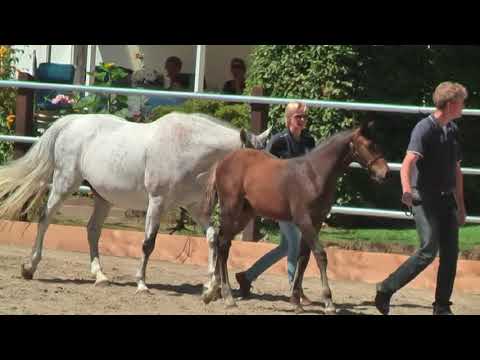 Fohlenschau Diamant de Semilly - Hengstfohlen