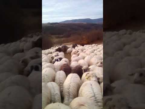 Oile lui tinu din gostila