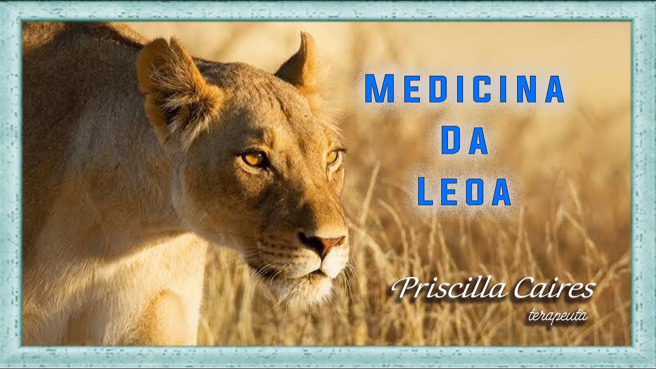 Medicina e meditação do arquétipo animal de poder leoa.