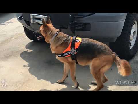 St. Tmmany Parish Cadaver Dog