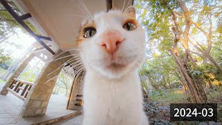 Months later, this stray cat gets even cuter