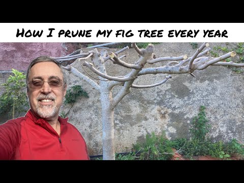 Pruning my fig tree (Part 1/4)
