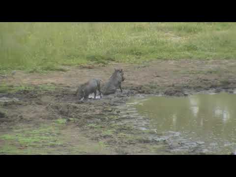 Djuma: Warthogs-two adults and two piglets - 16:15 - 02/04/19