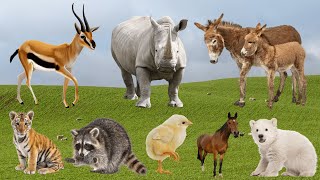 Cute Farm Animals: Antelope, Rhinoceros, Donkey, Tiger, Raccoon, Chicken, Horse – Animal Sounds