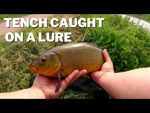 Catching Tench On Lures With Ultralight Gear