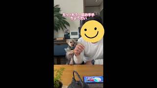 #ヨークシャーテリア #ヨークシャー#犬 #犬のいる暮らし #犬のいる生活 #いぬ #いぬのいる生活
