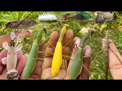 Amazing:hunting various types of beautiful praying mantis|beetles|cicadas|Insect