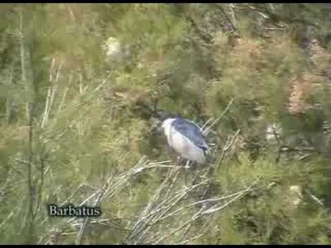 Martinete ( Nycticorax nycticorax )