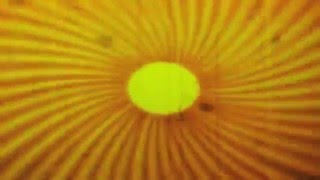 Brian Jonestown Massacre - Wisdom