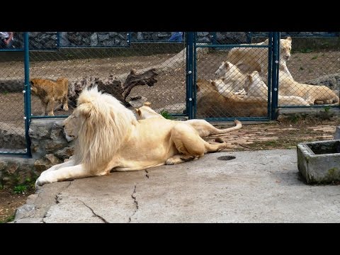 , title : 'Belgrade Zoo - Zooloski vrt Beograd'
