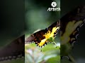 🦋 Beautiful Black Butterfly, Mariposa. #shorts #nature #hiking #Butterfly