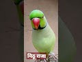 Mithu Raja Mithu Mithu