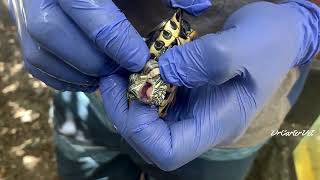 How to remove an Abscess From your pet turtle | Red Eared Slider Ear Infection #veterinary #reptiles