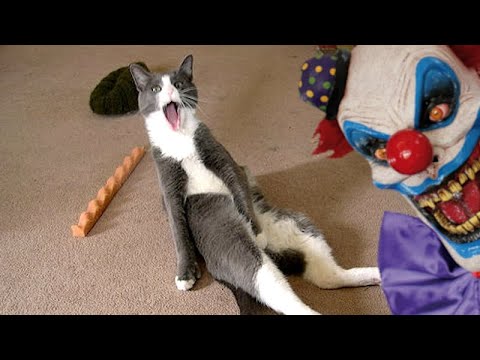 Chats, chiens et autres animaux amusants contre Halloween