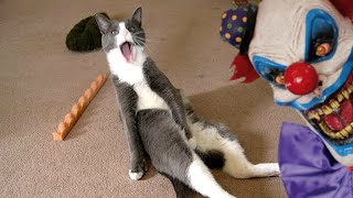 Chats, chiens et autres animaux amusants contre Halloween