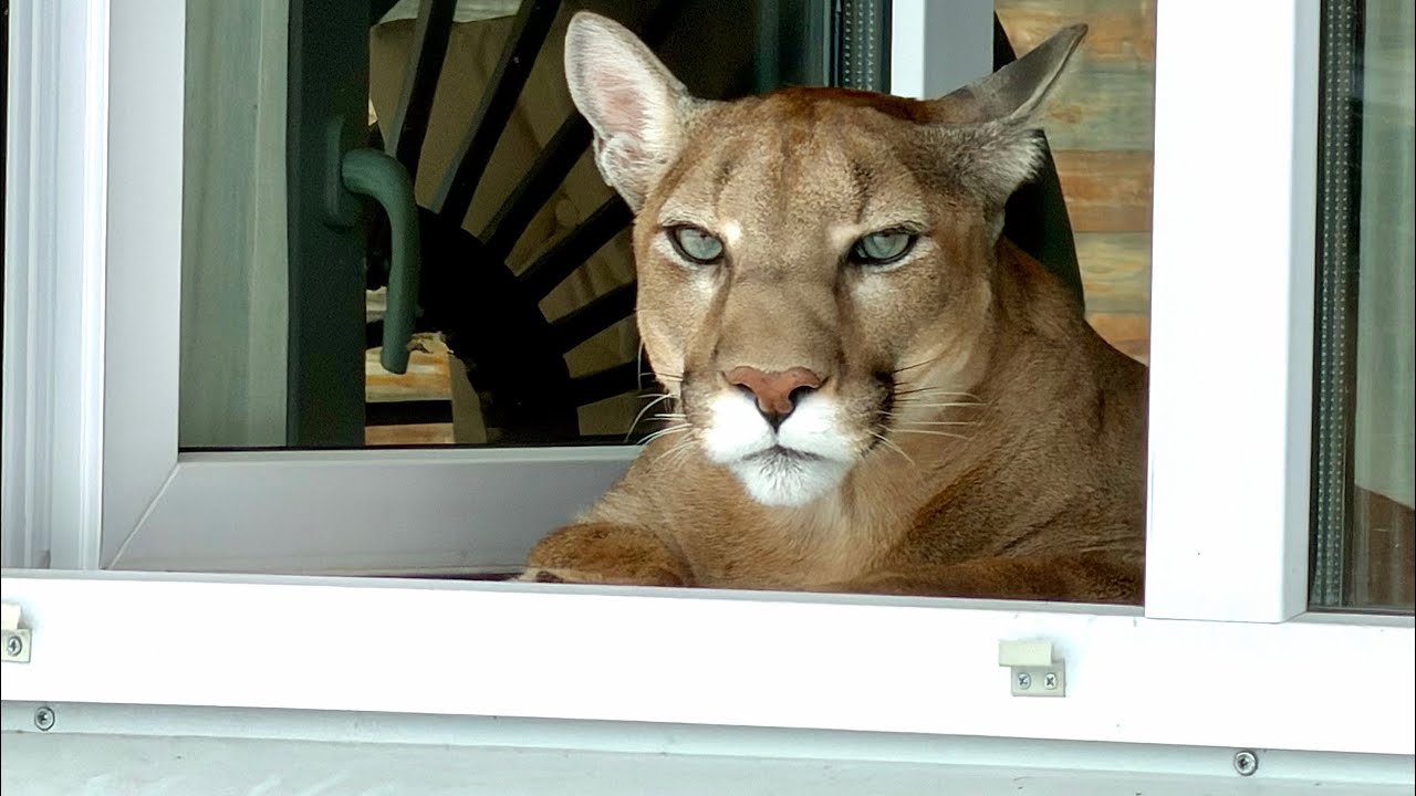 Между ними любовь. Месси вот так громко зовёт Герду из дома каждое утро! 
