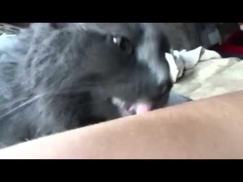 My cat wont stop licking me!!!