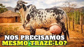 Sardo Negro: Solução Real ou Modismo Importado?