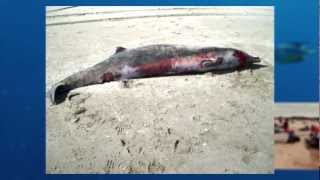 First-Ever Specimens Found of Elusive Whale Species