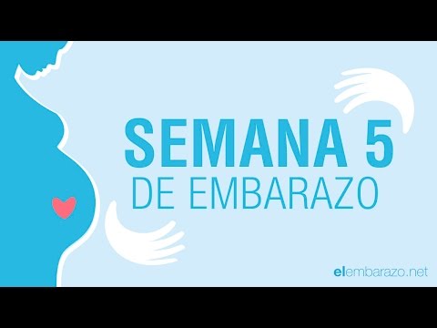 Semana  5 de embarazo | 5 semanas de embarazo | El embarazo semana a semana