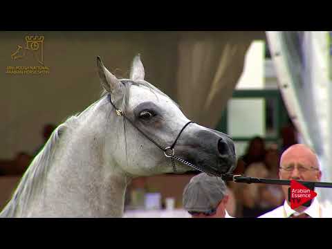 N.72 PERFINKA - 2017 Pride Of Poland - 4/6 Years Old Mares (Class 7B)