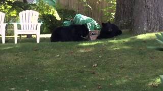 Bears Interrupt My Gardening