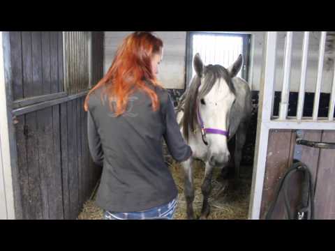 Mustang Makeover - 90 Tage mit einem Mustang (1)