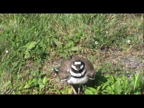 download lagu mp3 mp4 Killdeer, download lagu Killdeer gratis, unduh video klip Killdeer
