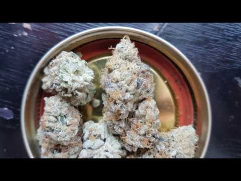 download lagu mp3 mp4 Pizookie Strain, download lagu Pizookie Strain gratis, unduh video klip Pizookie Strain