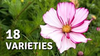 I’m Growing 18 Cosmos Varieties – Let’s See Which Are Worth It // Cottoverdi