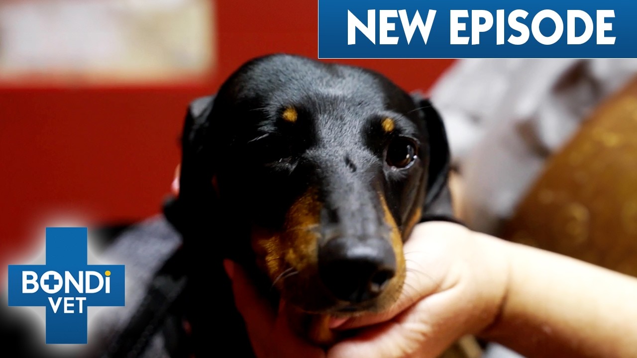 Dog’s Major Surgery To Drain Lump On Head 😣 | Coast To Coast S8 E3 | Bondi Vet