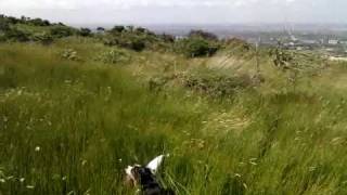 preview picture of video 'King Charles cavalier in the long grass Dublin mou'