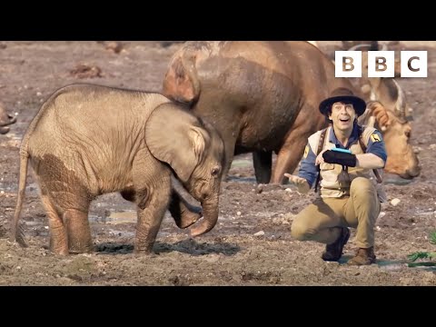 Amazing African Animals 🐘 Andy's Global Adventures | CBeebies