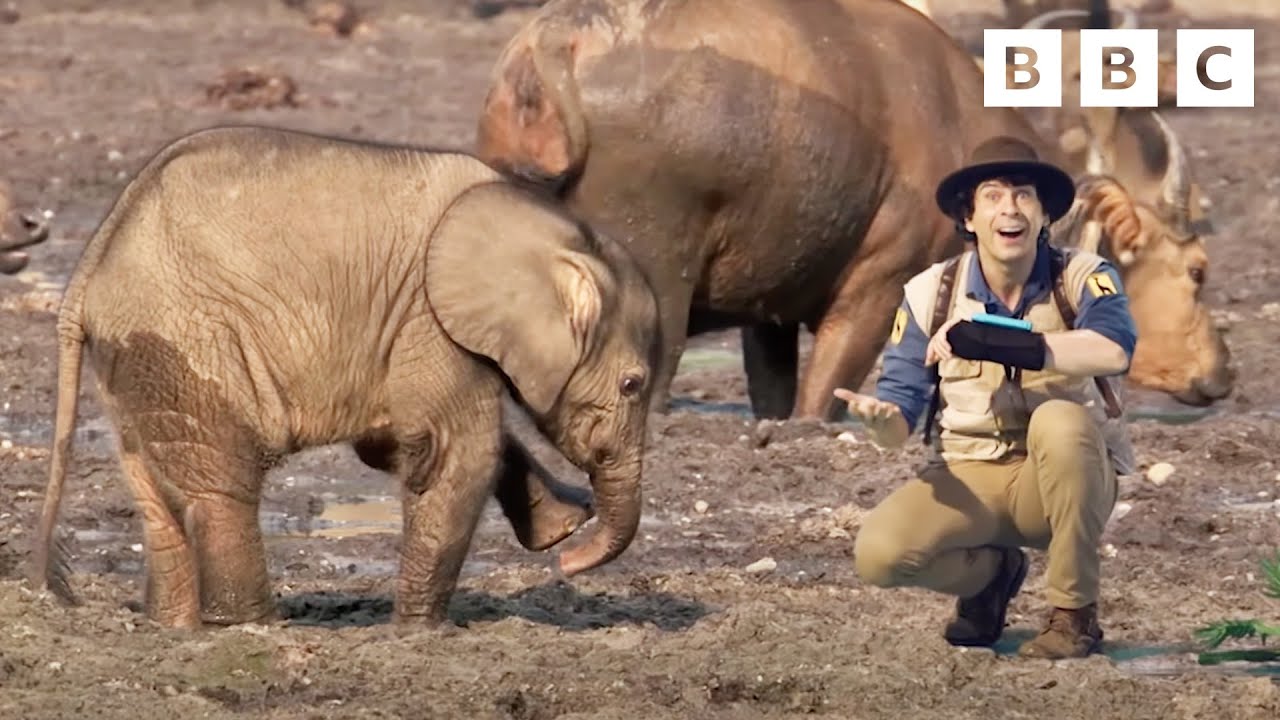 Amazing African Animals 🐘 Andy's Global Adventures | CBeebies