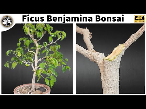 Ficus Benjamina Bonsai - 2 Year Progress Updates