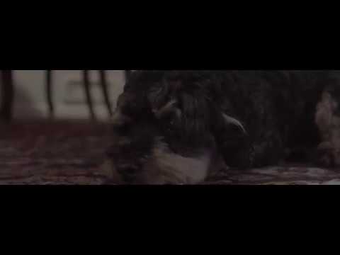 Joey Pecoraro - What A Wonderful Thing To Do (Official Video)