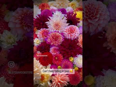 Can’t help falling in love with dahlias 🥰