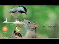 Sun Le Baat Meri Kan Karke Ringtone New Best Ringtone Viral