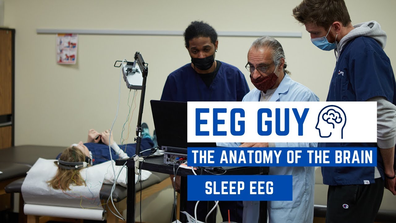 EEG Guy: The Anatomy of the Brain - Sleep EEG
